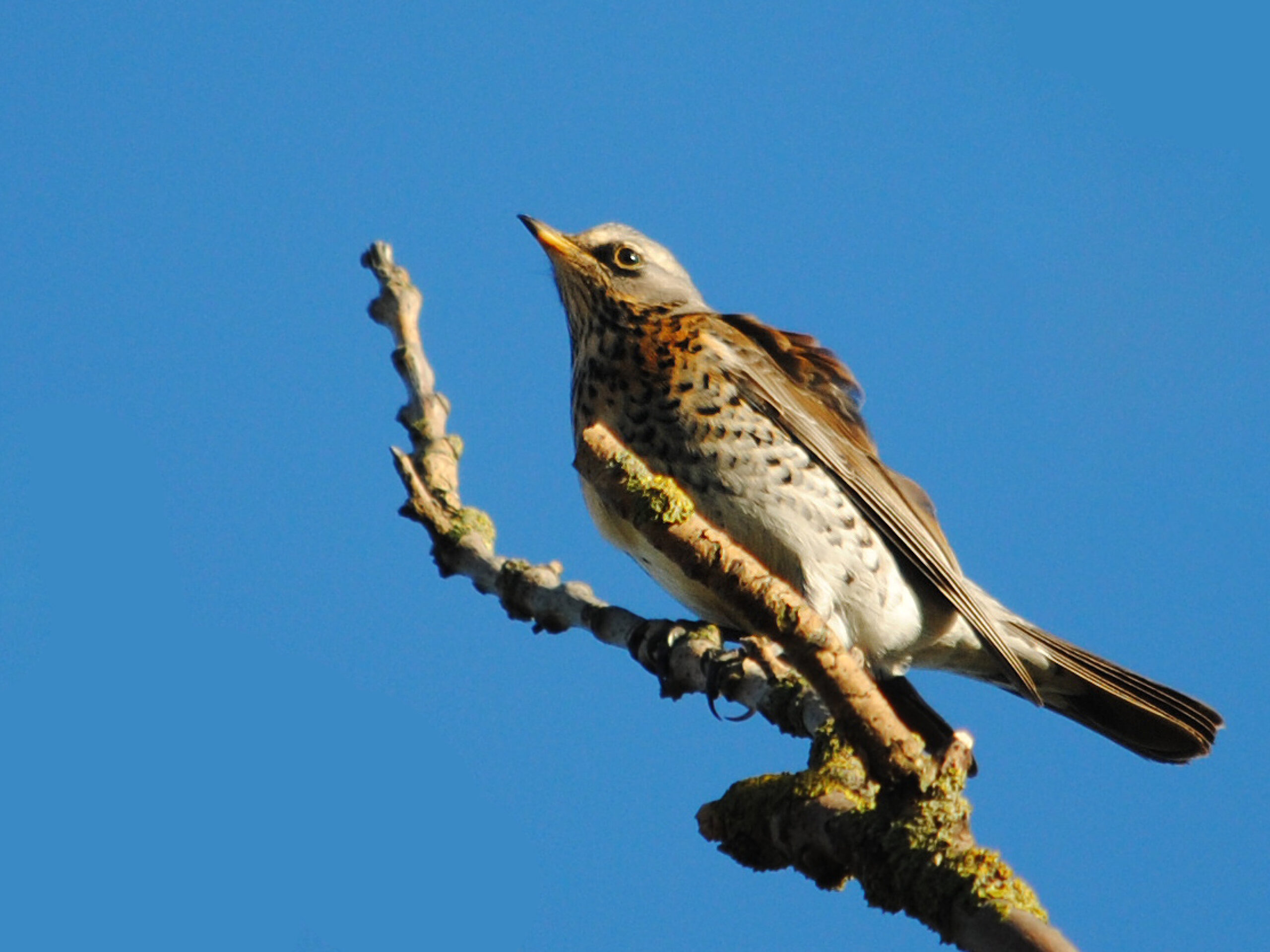 Dec24_Article_WildlifeTrust